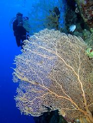 Anel with some fan corals taken at Pinkies Wall with E300. by Nikki Van Veelen 